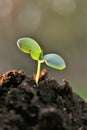 seedlings in soil.planting seedlings. Earth Day. Ecological concept.Gardening and agriculture. Royalty Free Stock Photo