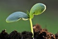 seedlings in soil.planting seedlings. Earth Day. Ecological concept.Gardening and agriculture. Growing bio organic Royalty Free Stock Photo