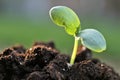 seedlings in soil.planting seedlings. Earth Day. Ecological concept.Gardening and agriculture. Growing organic Royalty Free Stock Photo