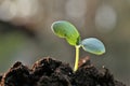 seedlings in soil.planting seedlings.Gardening and agriculture. Earth Day. Ecological concept.. Growing bio organic Royalty Free Stock Photo
