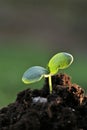 seedlings in soil.planting seedlings. Earth Day. Ecological .Gardening and agriculture. Growing bio organic vegetables Royalty Free Stock Photo