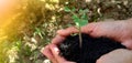 Seedlings and soil