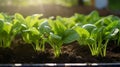 Seedlings of spinach showcasing promising development in the raised garden