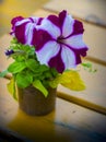 Seedlings in the spring on the terrace. Flower seedling. Petunia seedlings Picobella Cascade Petunia Royalty Free Stock Photo