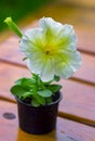 Seedlings in the spring on the terrace. Flower seedling. Petunia seedlings Picobella Cascade Petunia Royalty Free Stock Photo