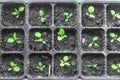 Seedlings in the spring on the terrace. Royalty Free Stock Photo