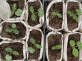 Seedlings in the spring on the terrace. Flower seedling. Sunflower seedlings. Old garden Royalty Free Stock Photo