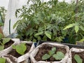 Seedlings in the spring on the terrace. Flower seedling. Sunflower seedlings. Old garden Royalty Free Stock Photo