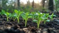 Seedlings sprouting, forest background, sunrise, growth, nature Royalty Free Stock Photo