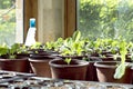 Seedlings and sprouts in greenhouse