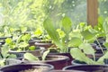 Seedlings and sprouts in greenhouse