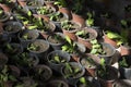 Seedlings and sprouts in greenhouse