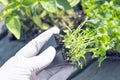 Seedlings and sprouts to be planted into soil , hand in white gloves