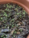 Seedlings of summer flowers in a pot Royalty Free Stock Photo