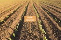 Seedlings of sunflowers on the open ground, young plants, a plate with an inscription organic farm, concept ecology