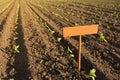 Seedlings of sunflowers on the open ground, young plants, a plate on which you can write anything, concept ecology