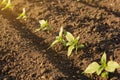 Seedlings of sunflowers on the open ground, young plants, rays of the sun, organic product