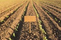 Seedlings of sunflowers on the open ground, young plants, signboard, concept ecology