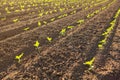 Seedlings of sunflowers on the open ground, young plants, sun rays, organic farm