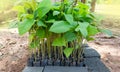 The seedlings of the teak plant