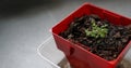 Seedlings of thyme in clod of soil potted