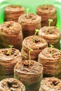 Seedlings thyme in peat pellets