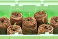 Seedlings thyme in peat pellets