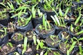 Seedlings to organize in the garden. Royalty Free Stock Photo