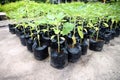 Seedlings to organize in the garden.