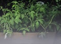 seedlings of tomato in paper box