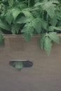 seedlings of tomato in paper box