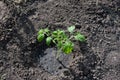 Seedlings of tomato plant growing in garden. young sprout tomato planted in open ground. Spring farming. Growing organic Royalty Free Stock Photo