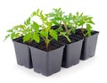 Seedlings of tomato in plastic  pot Royalty Free Stock Photo