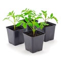 Seedlings of tomato in plastic  pot Royalty Free Stock Photo