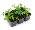 Seedlings of tomato in plastic  pot Royalty Free Stock Photo