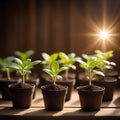 Seedlings of tomato in plastic pot isolated on white background Royalty Free Stock Photo