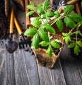 Seedlings tomato in pot with garden tools Royalty Free Stock Photo