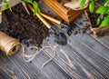 Seedlings tomato in pot with garden tools