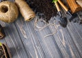 Seedlings tomato in pot with garden tools Royalty Free Stock Photo