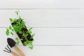 Seedlings of tomato in pot Royalty Free Stock Photo