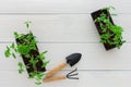 Seedlings of tomato in pot Royalty Free Stock Photo