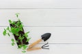 Seedlings of tomato in pot Royalty Free Stock Photo