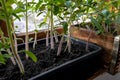 Seedlings of tomatoes in a box. Hairy stems of a young plant