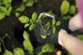 Seedlings of tomatoes. Hand planting an organic plant Royalty Free Stock Photo