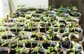 Seedlings of tomatoes and peppers in paper cups from old newspapers on the window, growth plants