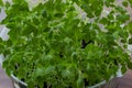 Seedlings of tomatoes in a plastic tray. Young green tomato seedlings. Seedlings of plants growing on fertile soil with Royalty Free Stock Photo