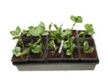 Seedlings in a tray Royalty Free Stock Photo