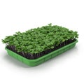 Seedlings Tray