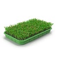 Seedlings Tray