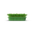 Seedlings Tray